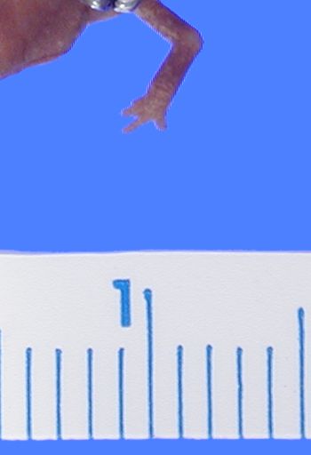 Media type: image; Herpetology A-89459